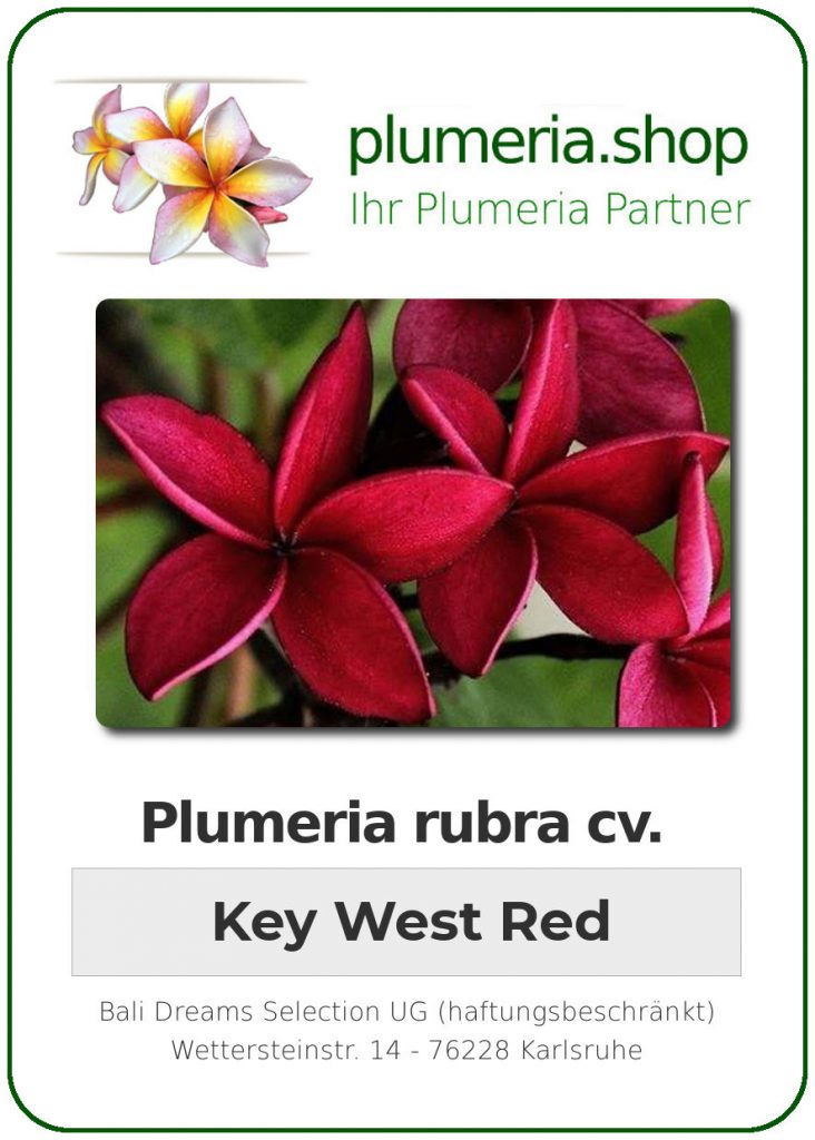 Plumeria rubra "Key West Red"