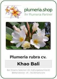 Plumeria rubra "Khao Bali"