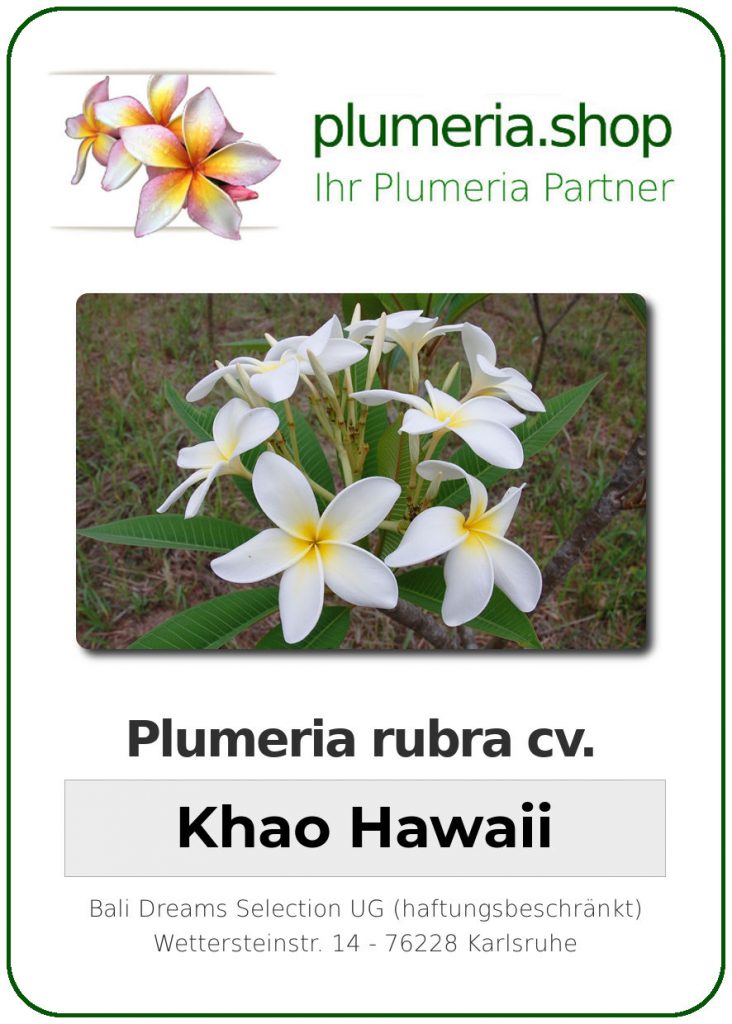 Plumeria rubra "Khao Hawaii"