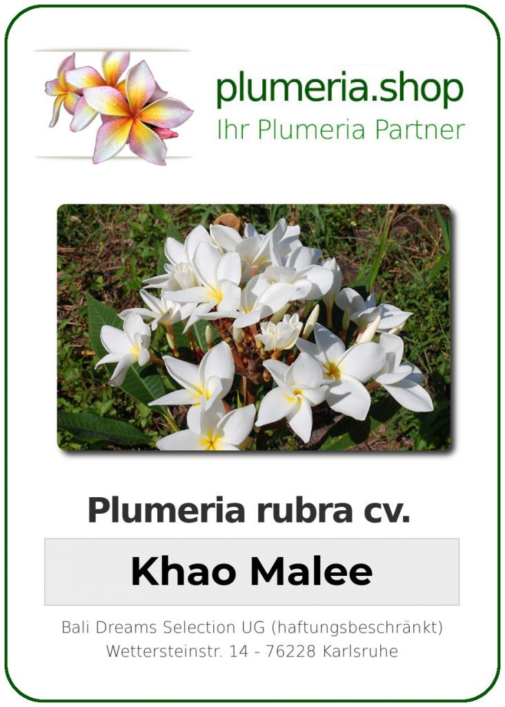 Plumeria rubra "Khao Malee"