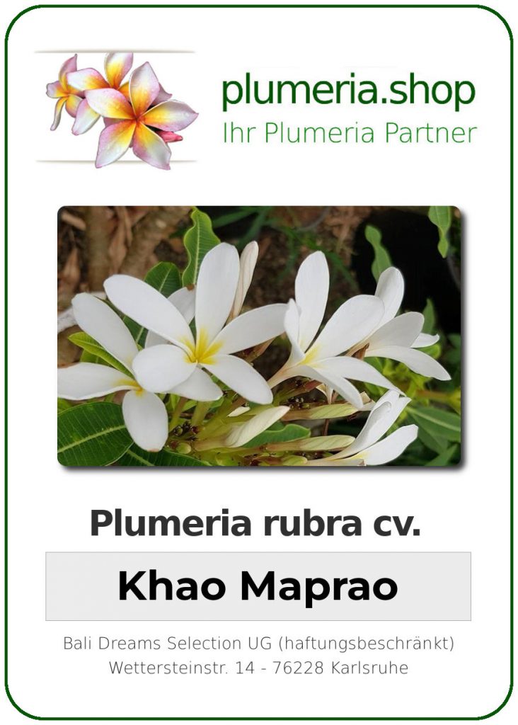 Plumeria rubra "Khao Maprao"