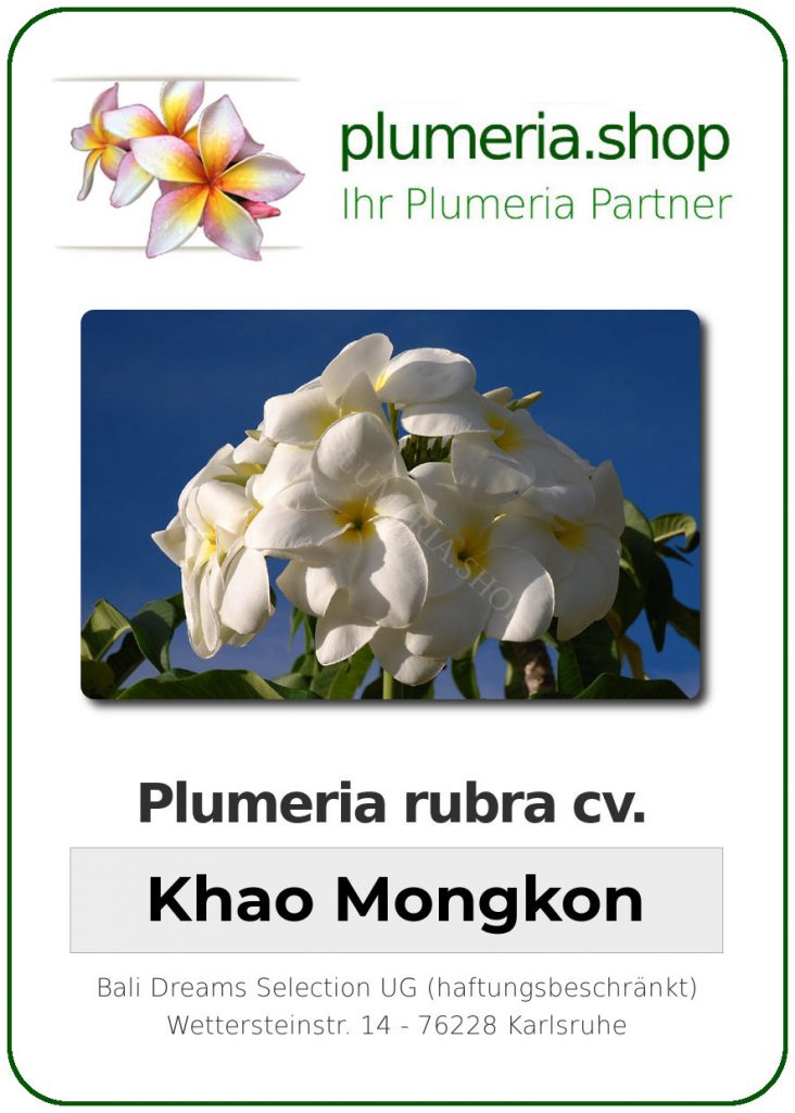 Plumeria rubra cv. "Khao Mongkon" - unbewurzelter Steckling