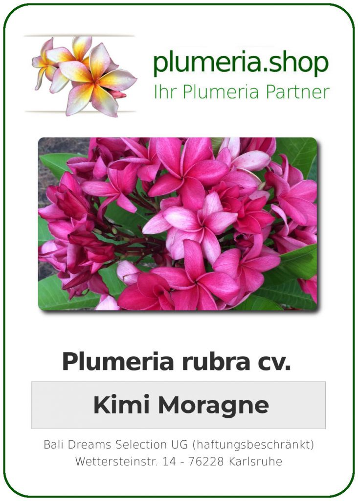 Plumeria rubra "Kimi Moragne"