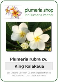Plumeria rubra "King Kalakaua"