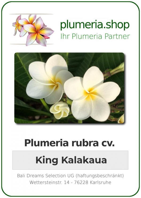 Plumeria rubra "King Kalakaua"