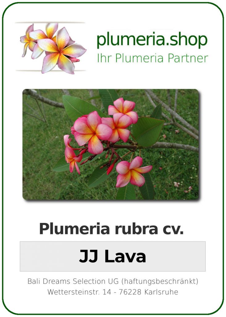 Plumeria rubra "Lava"