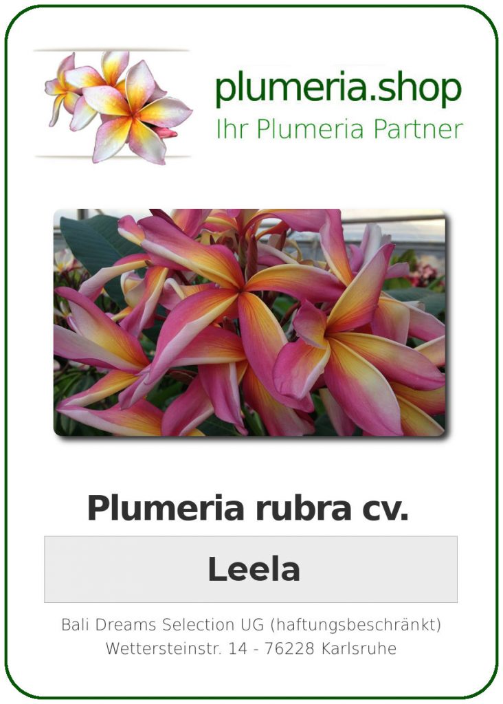 Plumeria rubra cv. "Leela" - unbewurzelter Steckling
