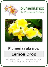 Plumeria rubra &quot;Goutte de citron