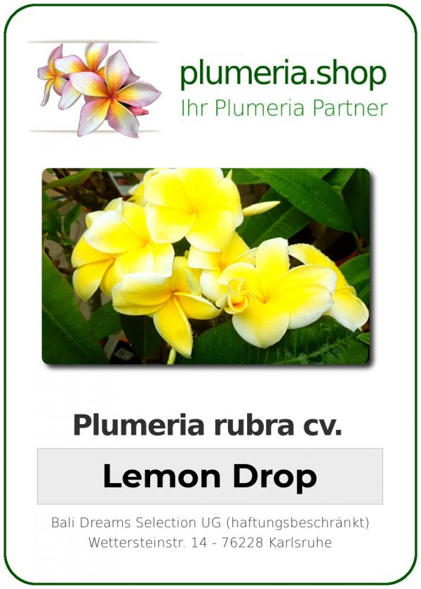 Plumeria rubra "Lemon Drop"