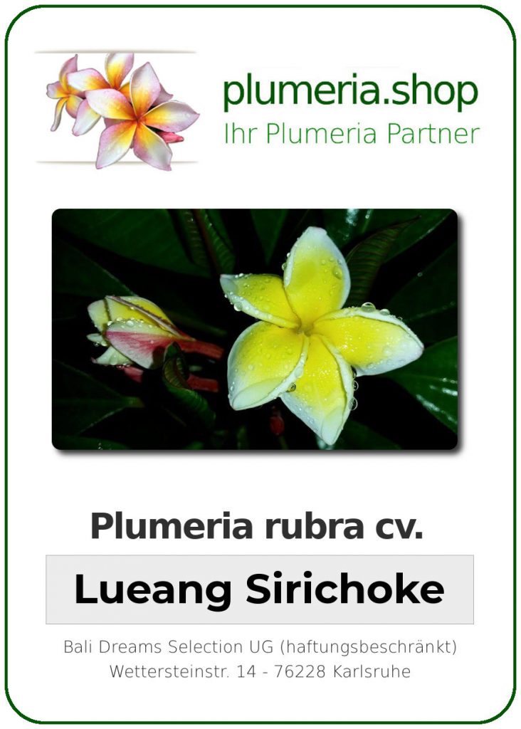 Plumeria rubra "Lueang Sirichoke"
