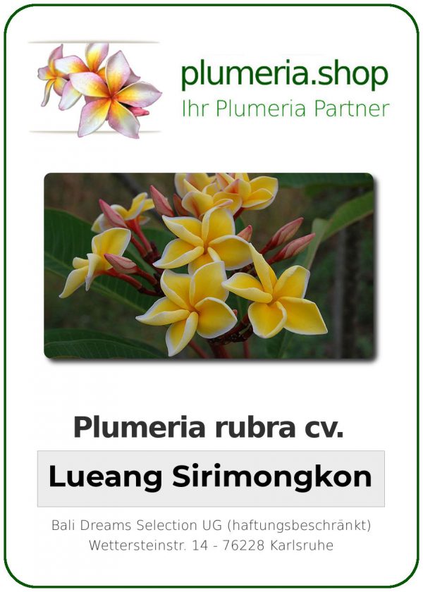 Plumeria rubra "Lueang Sirimongkon"