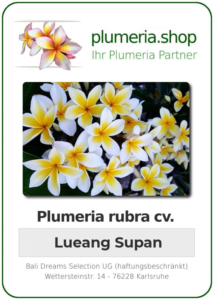 Plumeria rubra "Celadine" aka Lueang Supan