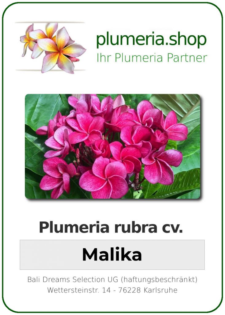 Plumeria rubra "Malika"