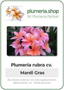 Plumeria rubra "Mardi Gras"
