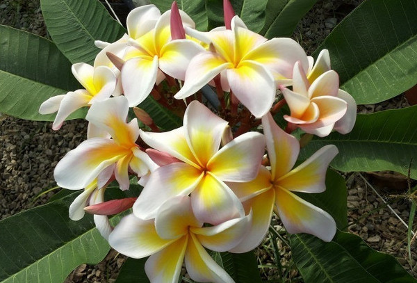 Plumeria rubra "Massimo Peach"