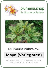 Plumeria rubra "Maya" Variegated