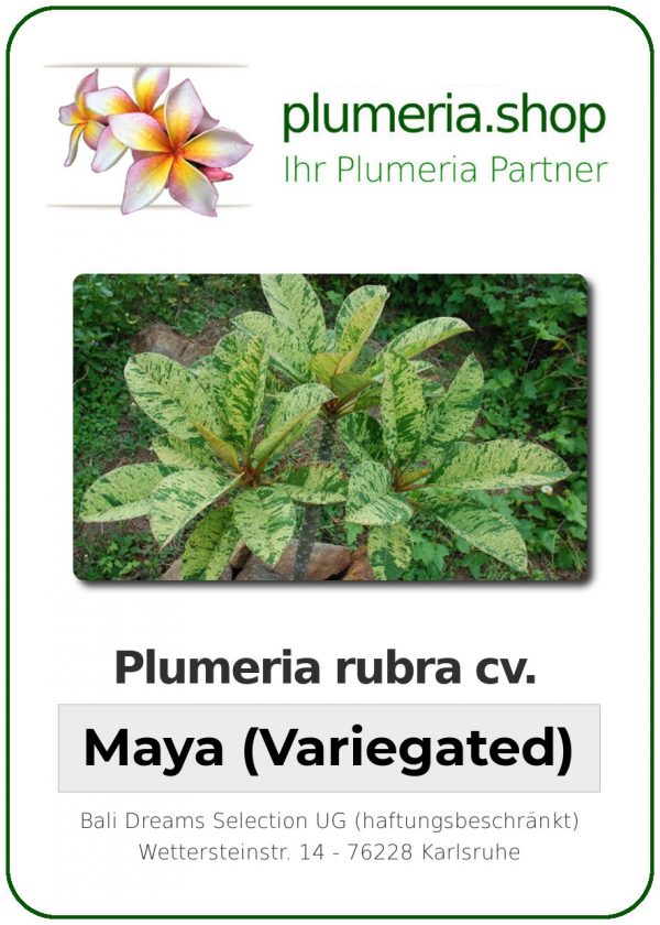 Plumeria rubra "Maya" Variegated