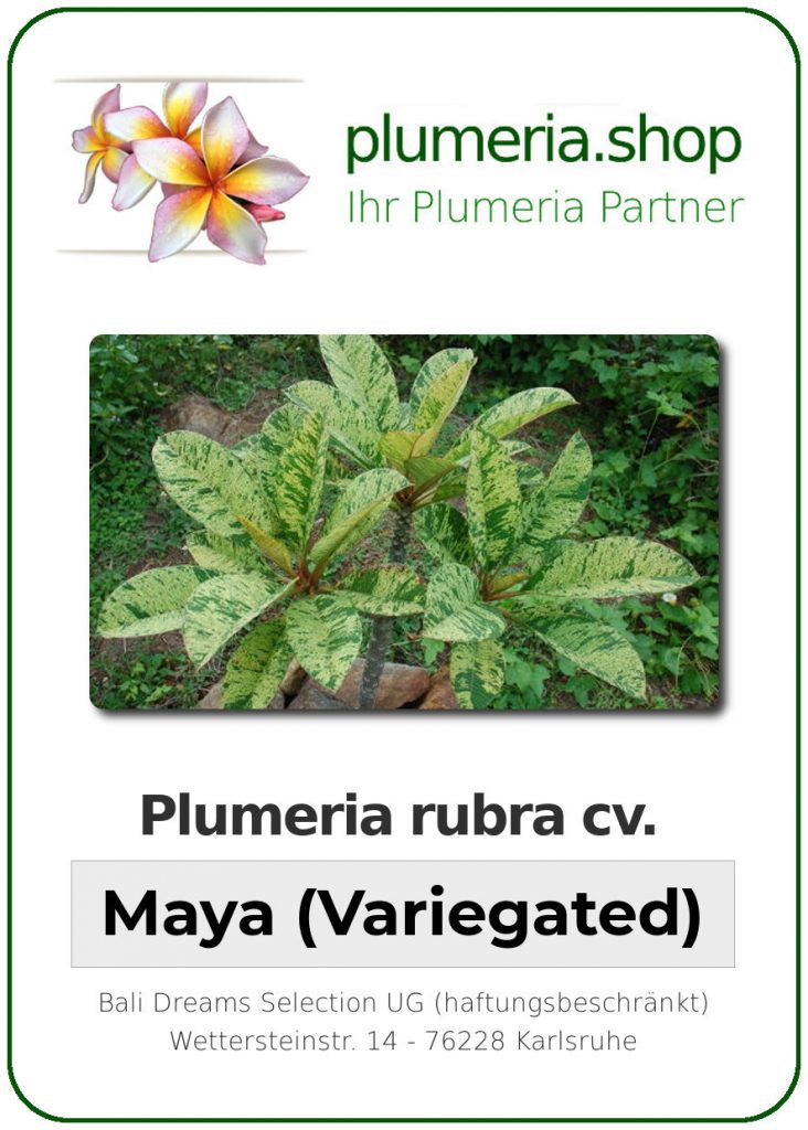 Plumeria rubra "Maya", wurzelnackt