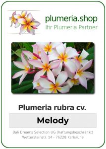 Plumeria rubra "Melody"