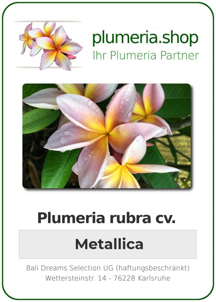 Plumeria rubra cv. "JL Metallica" - unbewurzelter Steckling