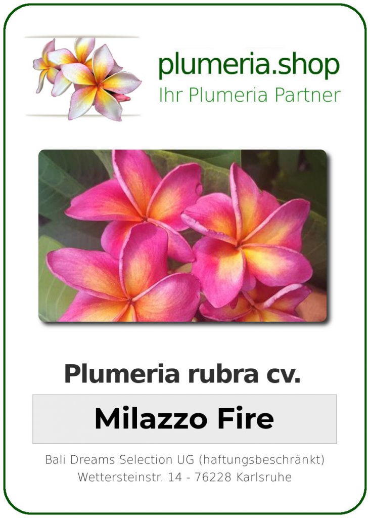 Plumeria rubra "Milazzo Fire"