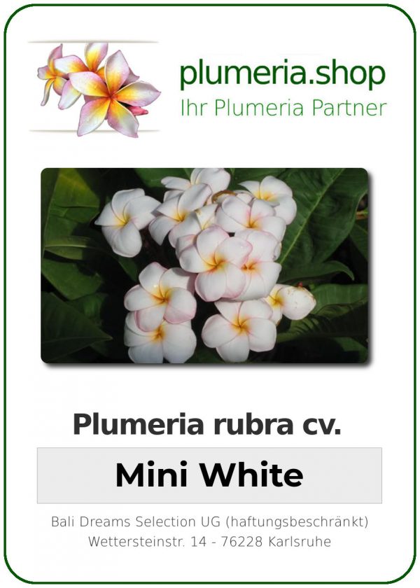 Plumeria rubra &quot;Mini White