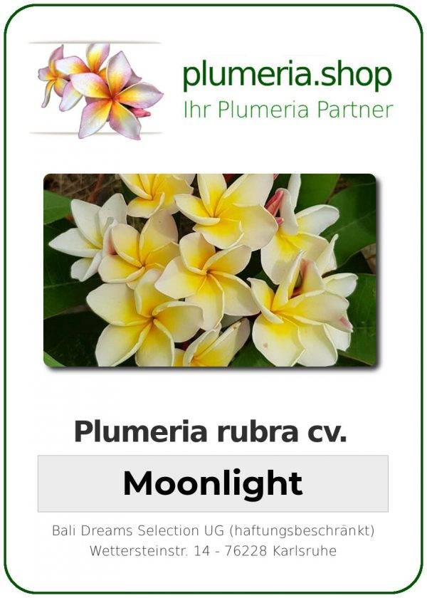 Plumeria rubra "Moonlight"