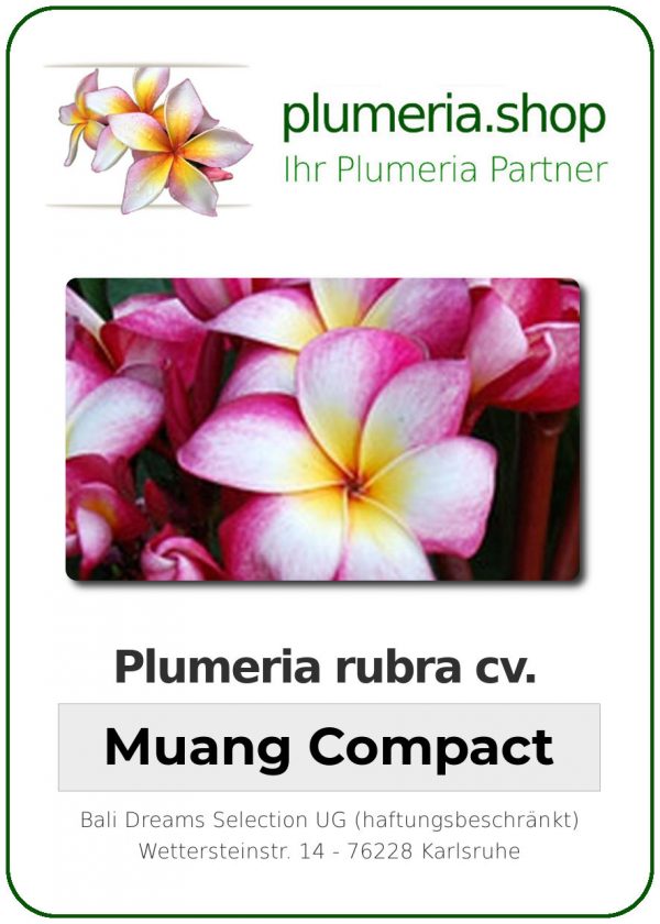 Plumeria rubra "Muang Compact"