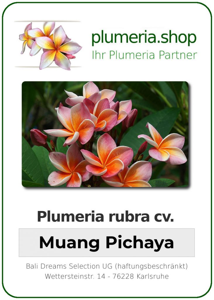 Plumeria rubra "Muang Pichaya"