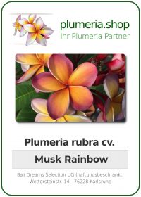 Plumeria rubra "Musk Rainbow" aka George Brown
