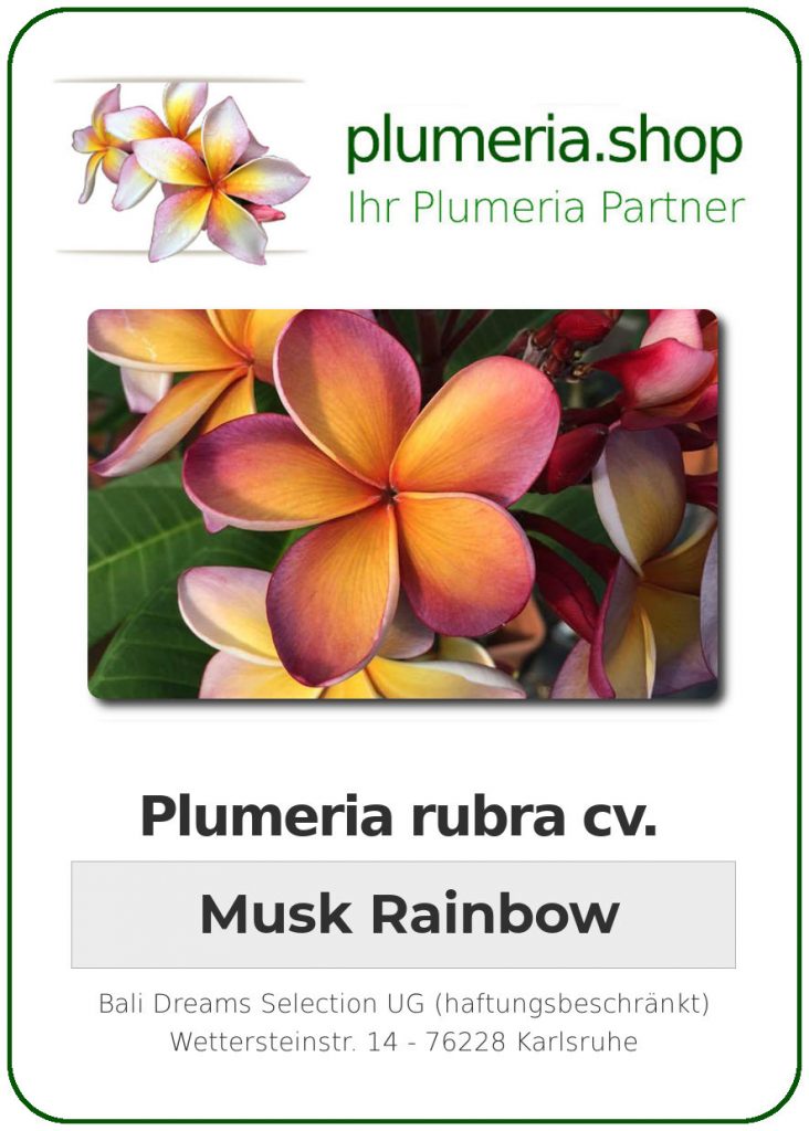 Plumeria rubra "Musk Rainbow", wurzelnackt