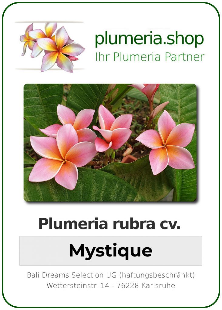 Plumeria rubra "Mystique" - 26cm Topf