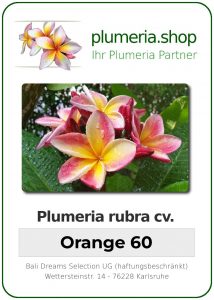 Plumeria rubra "Orange 60"