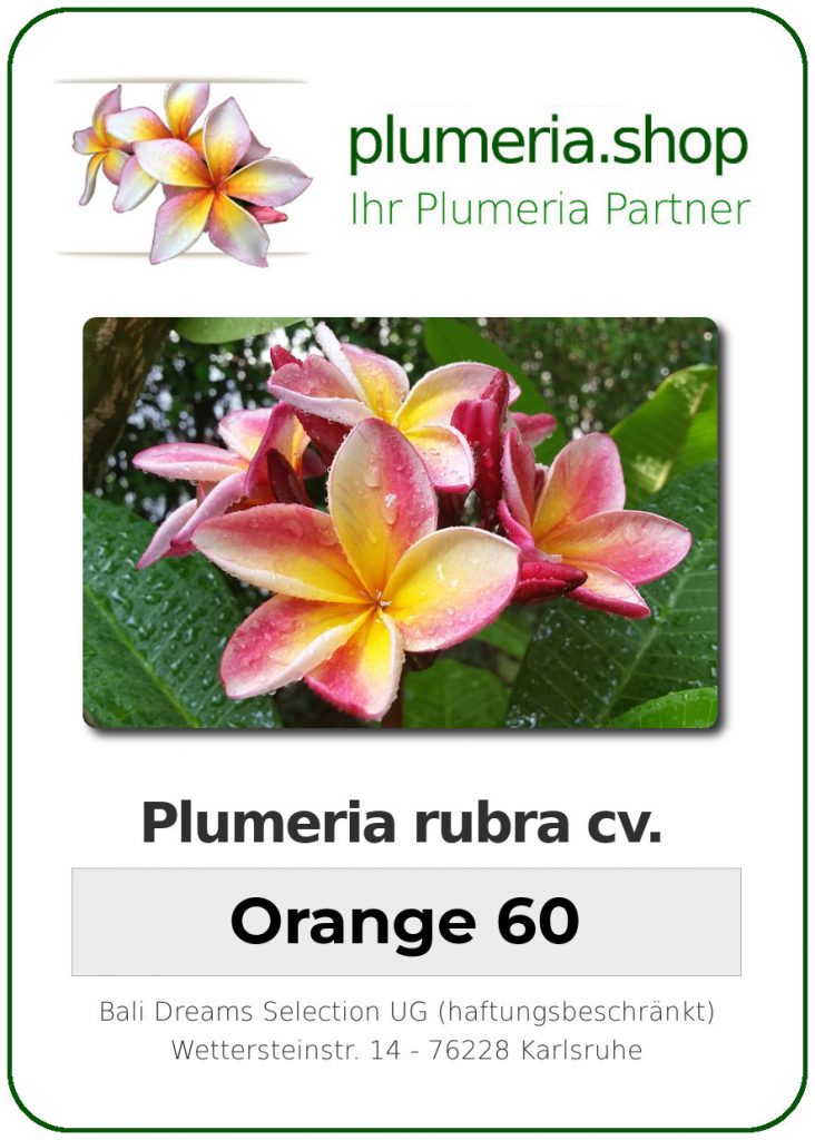 Plumeria rubra "Orange 60"