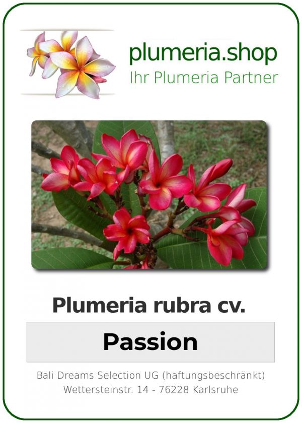 Plumeria rubra "Passion"