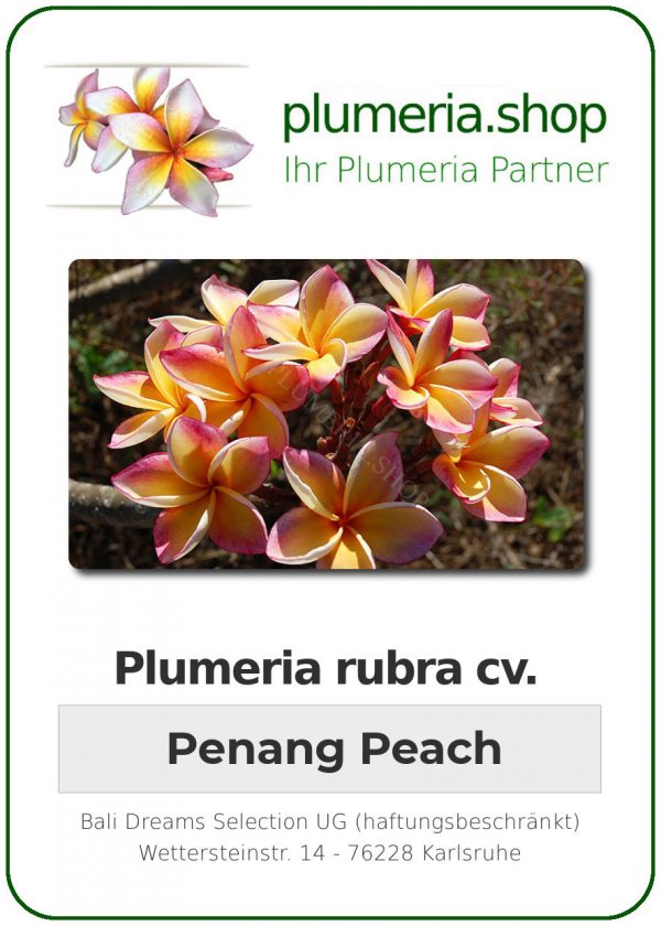 Plumeria rubra "Penang Peach" aka Som Garasin