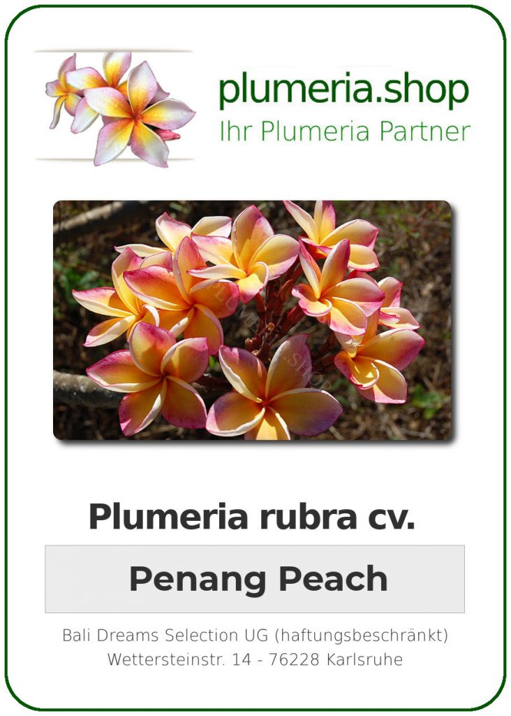 Plumeria rubra "Penang Peach"