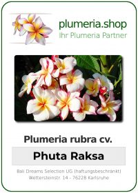 Plumeria rubra "Phuta Raksa"