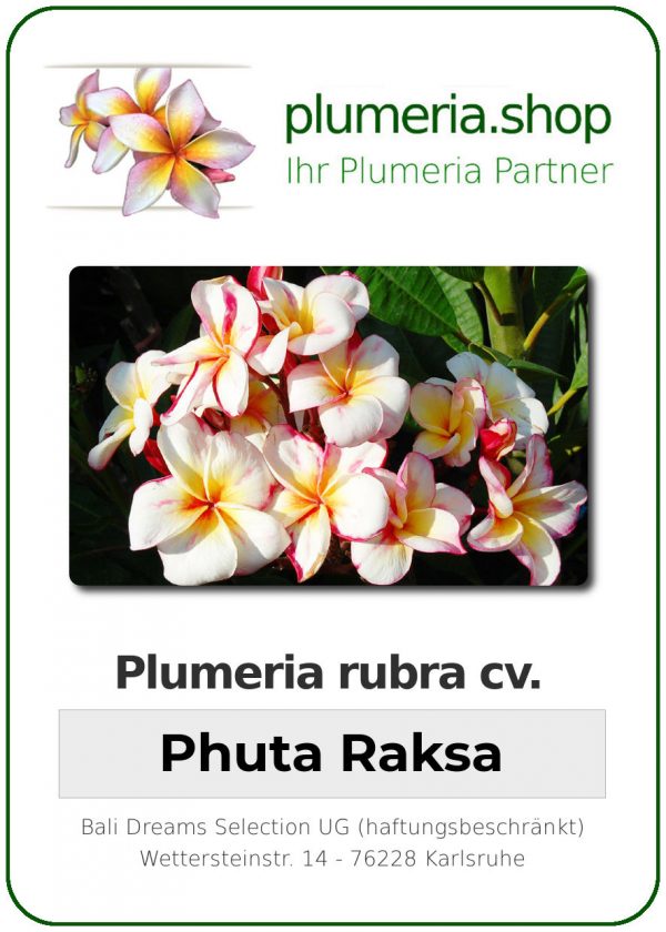Plumeria rubra "Phuta Raksa"