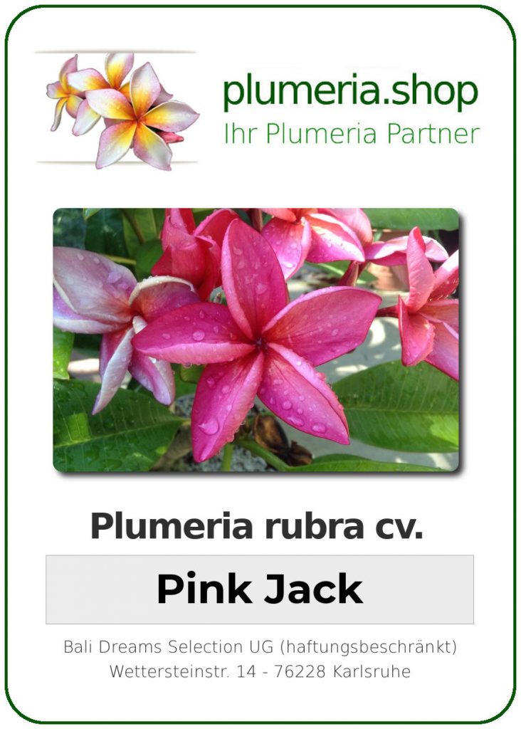 Plumeria rubra "Pink Jack" - 26cm Topf