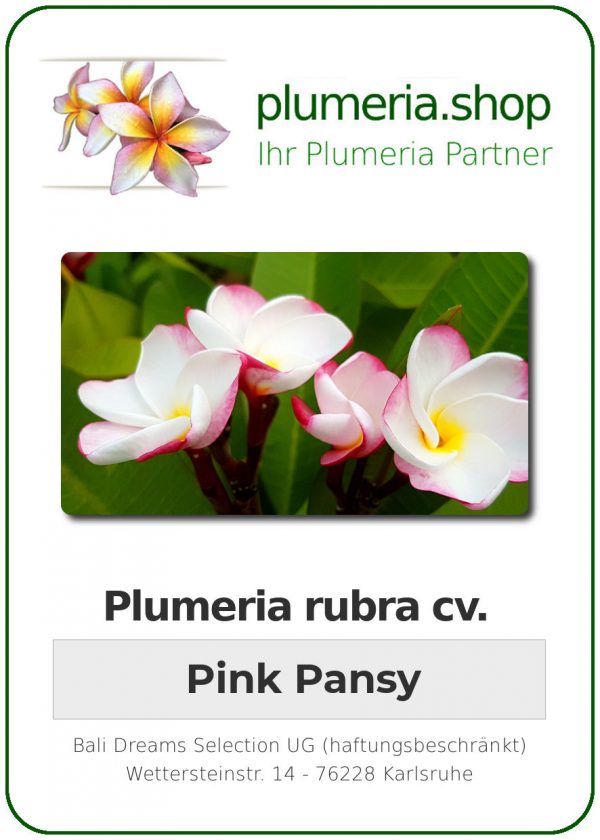 Plumeria rubra &quot;Pink Pansy&quot; (Pensée rose)