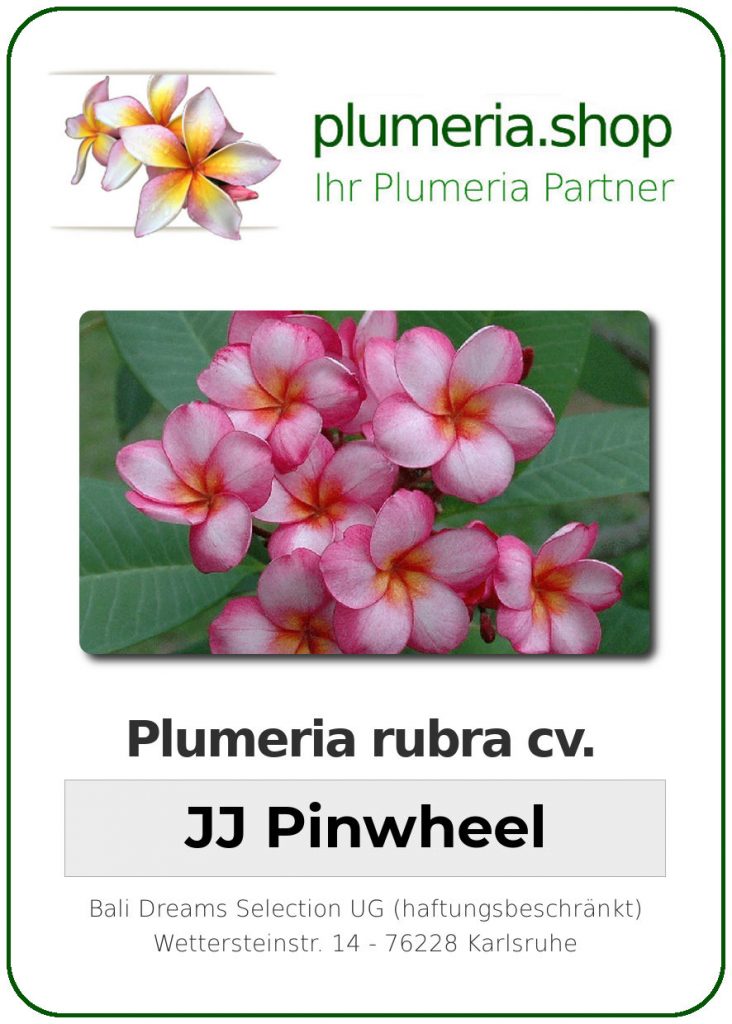 Plumeria rubra "Pinwheel"