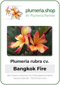 Plumeria rubra - "Bangkok Fire"