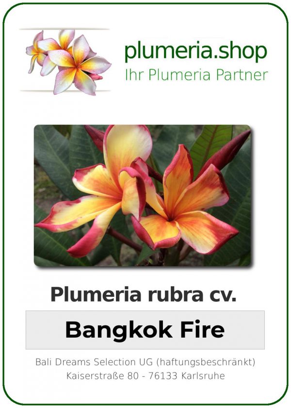 Plumeria rubra - "Bangkok Fire"