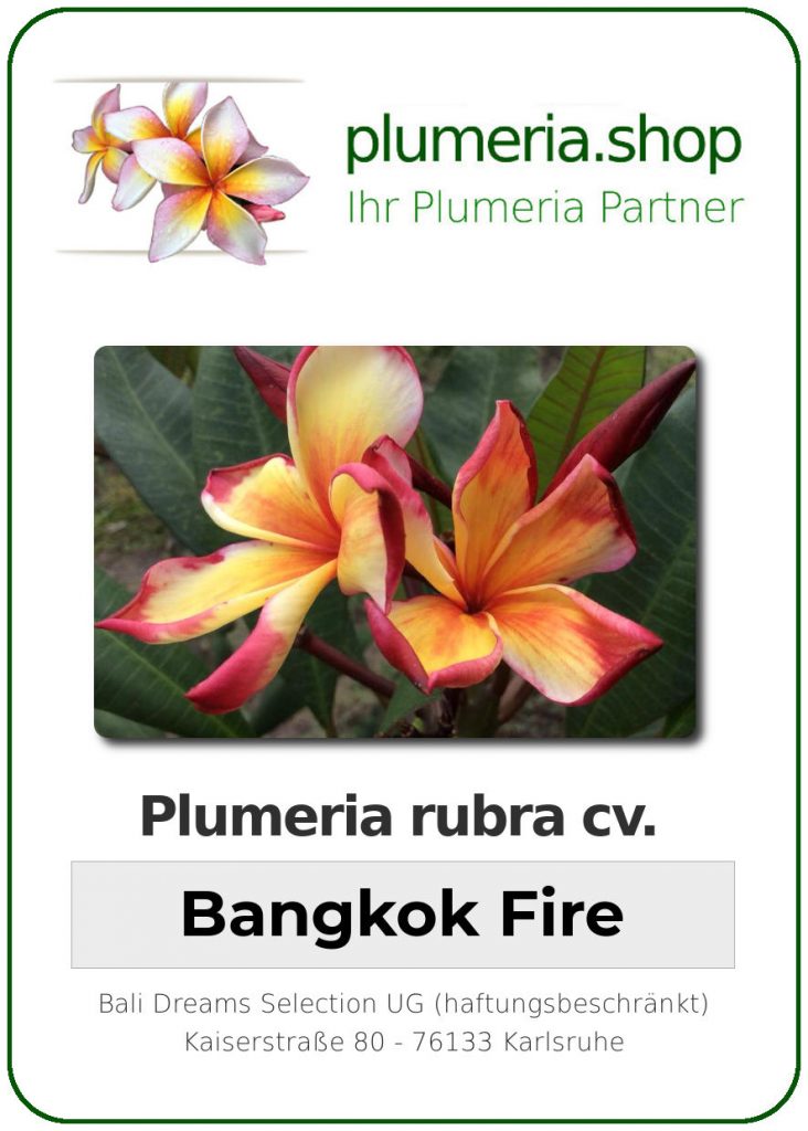 Plumeria rubra "Bangkok Fire" - wurzelnackt