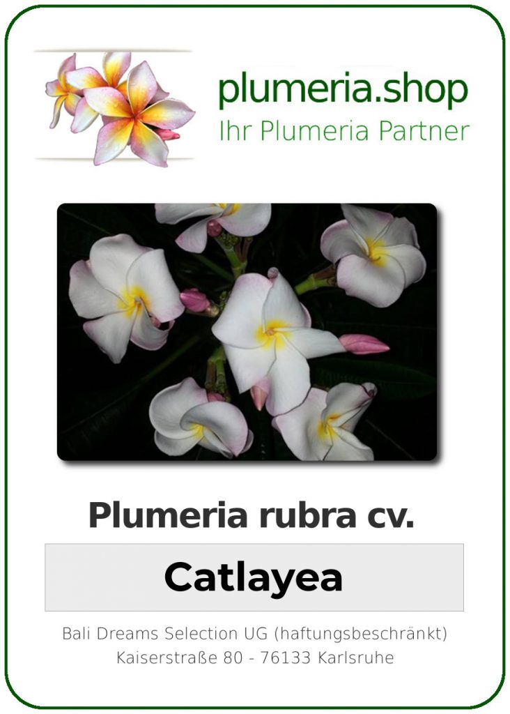 Plumeria rubra "Catlayea"