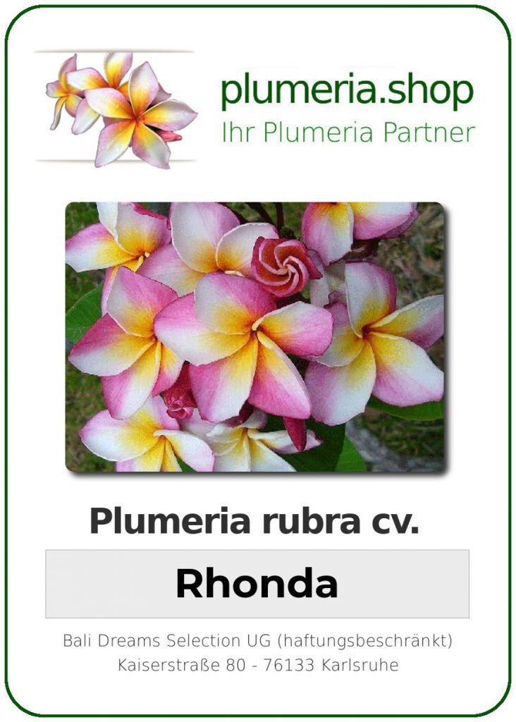 Plumeria rubra "Rhonda" - 26cm Topf