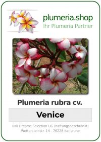 Plumeria rubra "Venice"