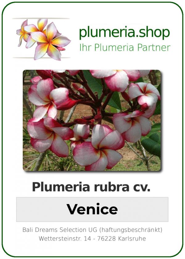 Plumeria rubra "Venice"