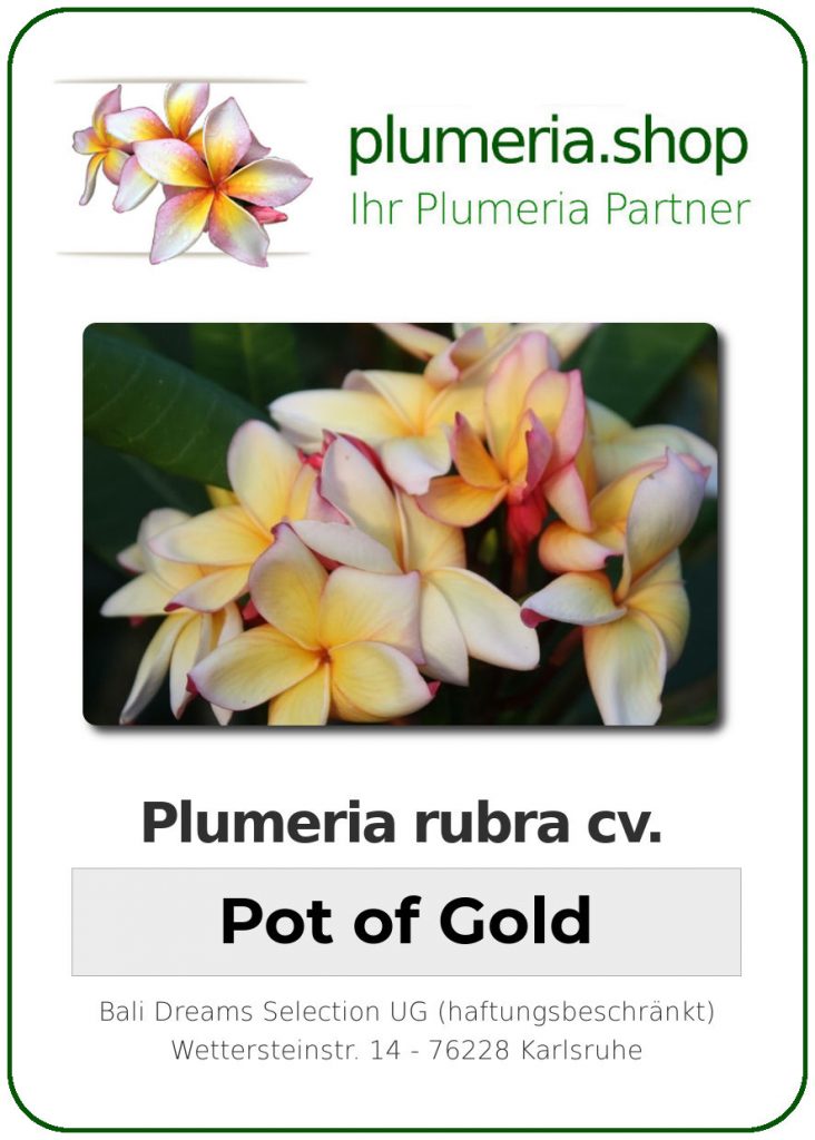 Plumeria rubra cv. "Pot of Gold" - unbewurzelter Steckling